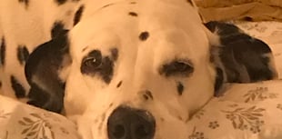 Cancer dog walk reaches half-way