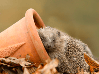 How to build a hedgehog house