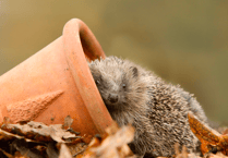 How to build a hedgehog house