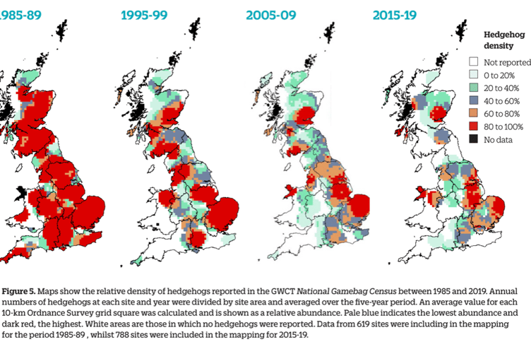 Hedgehog populations have suffered a dramatic decline in recent years