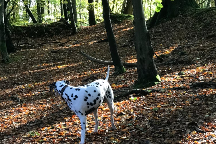 Dalmation Billie Elliott who is helping owner Amanda Elliott to raise funds for cancer charity by walking 60 miles in and around Wootton Courtenay during April