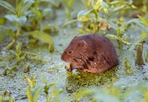 Appeal to save water voles from extinction 