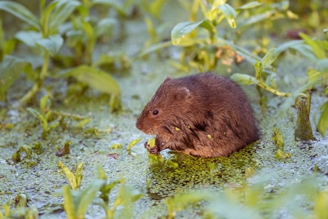 Volunteers are stepping up to help save the endangered mammals