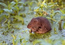 Appeal to save water voles from extinction 