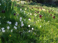 Cottage garden opening to visitors