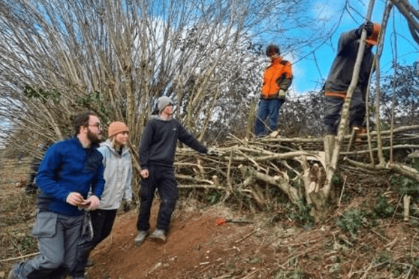 Quantock Hills countryside apprentices working on a hedge laying project.