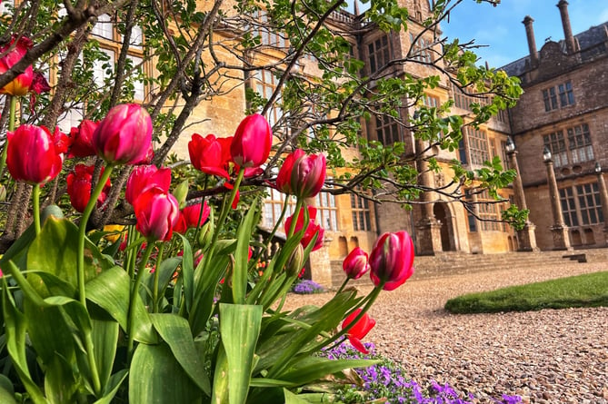 Tulips at Montacute House