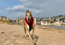 Dog ban on beach can't be enforced - for now