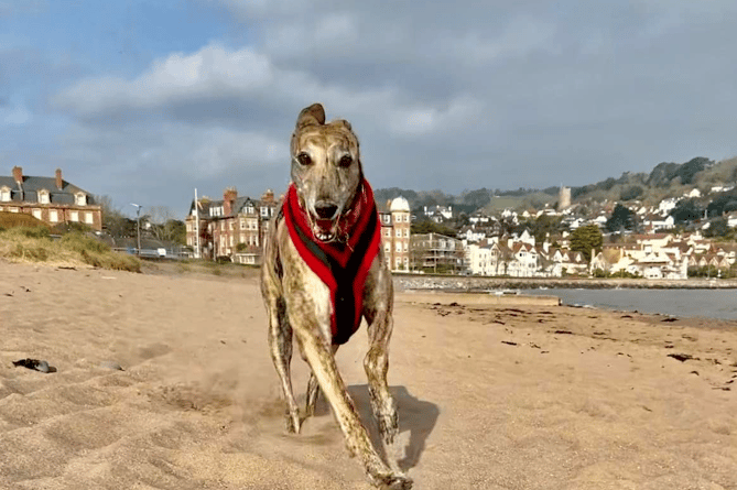 Daisy enjoying a run on Minehead beach last month before the 'ban' started for this season.