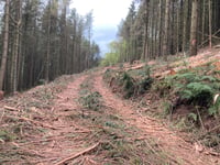 Shock at Exmoor tree felling in nesting season