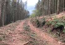 Shock at Exmoor tree felling in nesting season