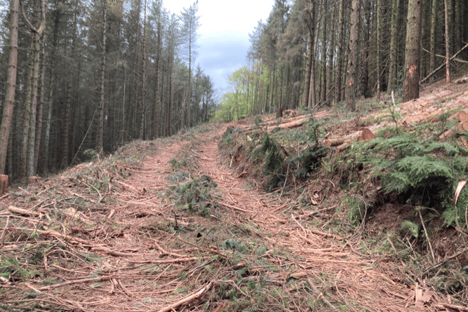 A track through trees being felled on Exmoor.