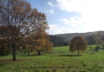 Two million Exmoor trees are mapped