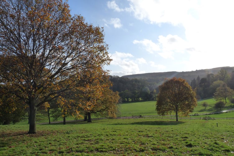 Some of the two million trees on Exmoor.