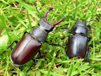 Have you seen a stag beetle this year?