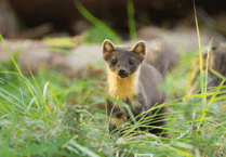 Reintroduction of pine martens on Exmoor after more than a century moves closer