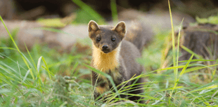 'Pine marten picnic' supports reintroduction of weasel-like animal