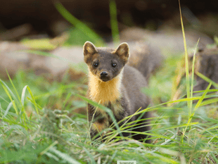 'Pine marten picnic' supports reintroduction of weasel-like animal