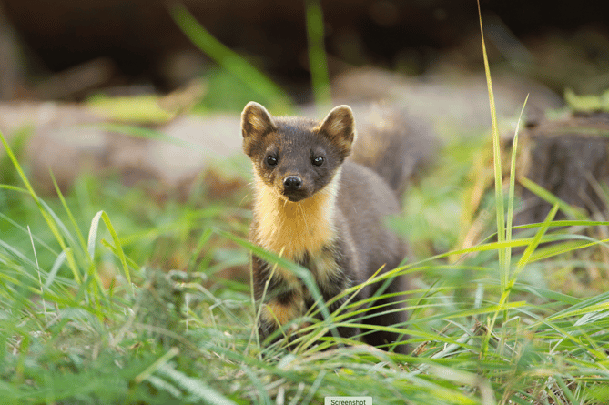 Pine martens could soon be reintroduced to Exmoor.
