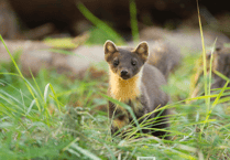 Picnic and drop-in sessions encourage support to bring back pine martens to Exmoor