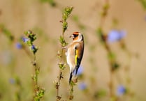 Count wildlife to help stop decline