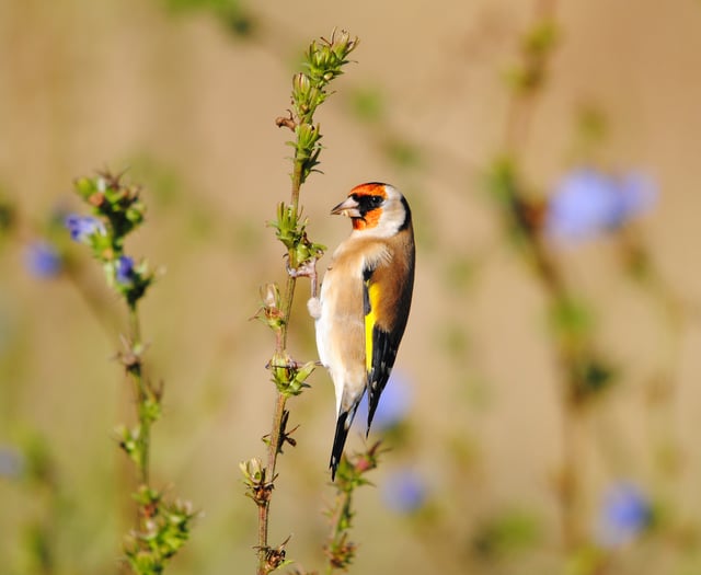 Count wildlife to help stop decline