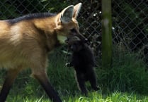 Exmoor sees first maned wolf birth