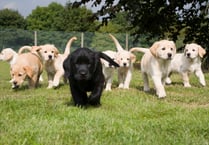 Puppy named in memory of care manager