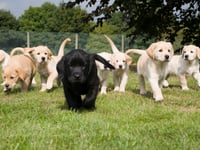 Puppy named in memory of care manager