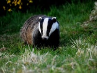 Continuing with badger cull is "only option", says MP