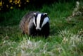 Continuing with badger cull is "only option", says MP