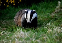Citizen science volunteers sought to check on badgers