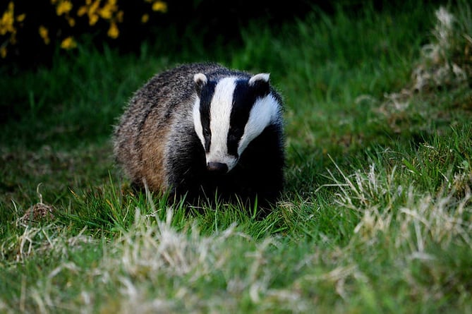 A badger in danger of being culled.