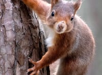 Project mapping grey squirrel 'control' areas