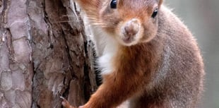 Project mapping grey squirrel 'control' areas