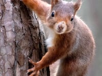Project mapping grey squirrel 'control' areas