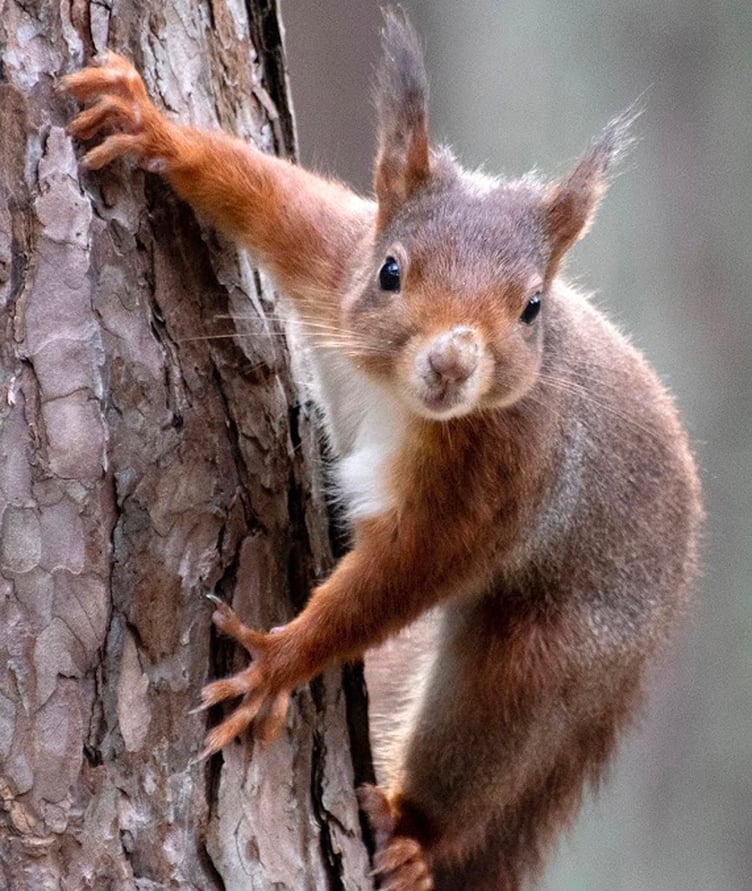 A red squirrel reintroduction project is collaborating with the team which brought pine martens back to Exmoor.