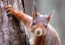 Red squirrel project wants to find which Exmoor areas have grey 'controls'