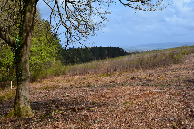 A view of the Away plantation on Exmoor where large-scale felling is taking place.