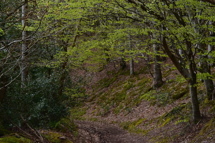 Inside the Oway plantation on Exmoor, where trees are being felled.
