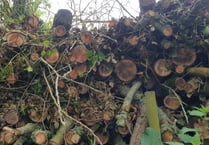 Massive Exmoor tree felling explained