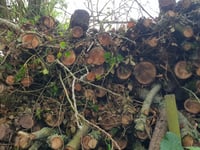 Massive Exmoor tree felling explained