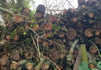 Massive Exmoor tree felling explained