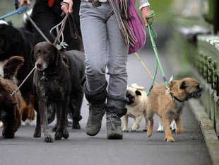  Record number of dog bites treated in hospital in Somerset