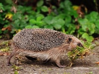 New plans to protect Somerset wildlife