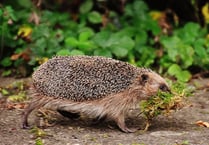 New plans to protect Somerset wildlife