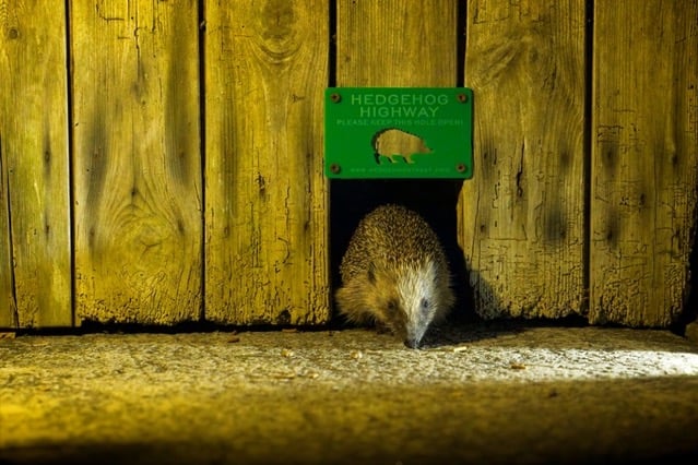 The public have been asked to join a campaign for hedgehog highways
