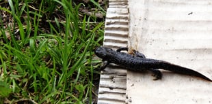 Webinar to explain why newts don't hold up new housing