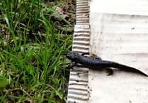 Don't blame newts and bats for delays in building new homes, says wildlife trust