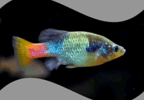 Burst water mains risked fish extinction 